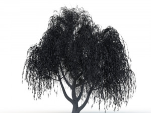 willow tree Modelo 3D