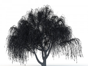 willow tree Modelo 3D