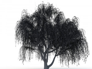 willow tree Modelo 3D