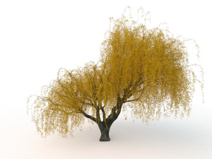 willowv2 3D Модель