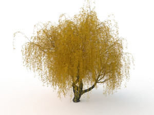 willowv2 3D Модель