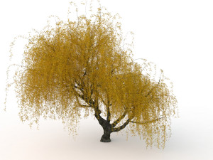 willowv2 3D Модель