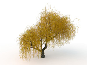 willowv2 3D Модель