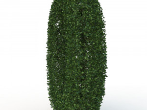 hedge 0 Model 3D