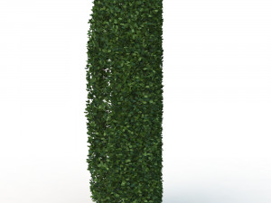 hedge 0 Model 3D