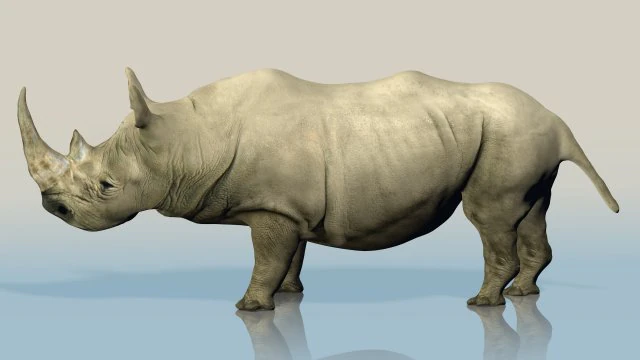 realistic wild rhino 3D Model .c4d .max .obj .3ds .fbx .stl .blend 