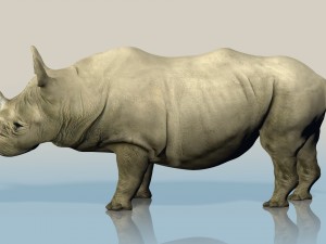realistic wild rhino Modello 3D