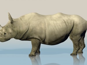realistic wild rhino Modelo 3D