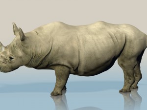 realistic wild rhino Modelo 3D