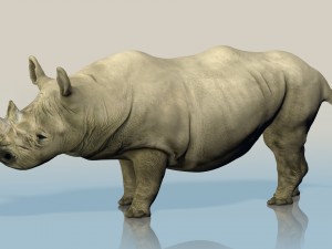 realistic wild rhino Modelo 3D
