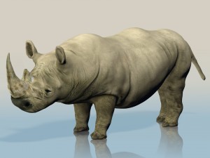 realistic wild rhino Modelo 3D