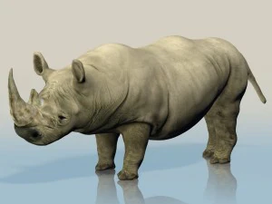 realistic wild rhino 3D Model