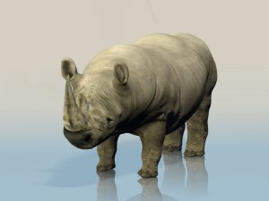 realistic wild rhino Modelo 3D