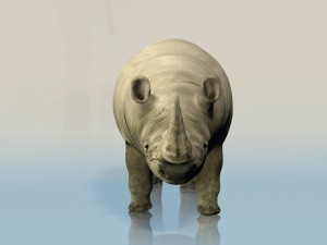 realistic wild rhino Modelo 3D