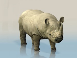 realistic wild rhino Modelo 3D