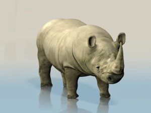 realistic wild rhino 3D Model