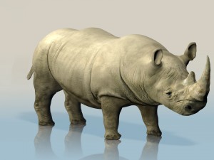 realistic wild rhino Modelo 3D
