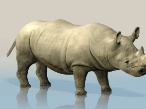realistic wild rhino Modelo 3D