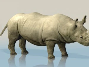 realistic wild rhino 3D Model