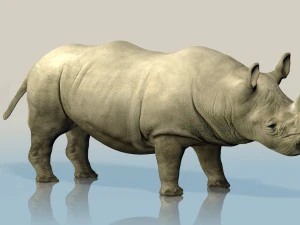현실적인 야생 코뿔소 3D 모델
