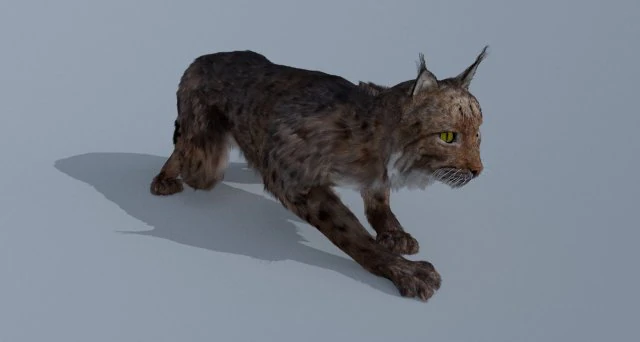 lynx 3D Model .c4d .max .obj .3ds .fbx .stl .blend