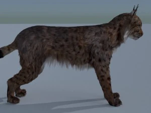lynx 3D Model