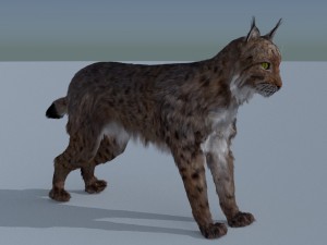 lynx 3D Model