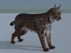 lynx 3D Model