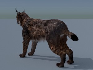 lynx 3D Model