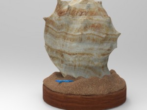 Seashell 3D मॉडल