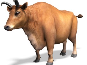 bull 3D Model