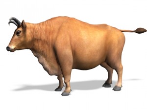 bull 3D Model