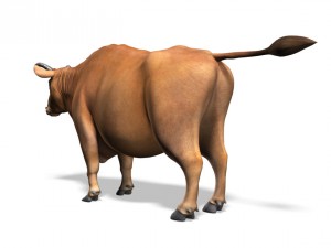 bull 3D Model