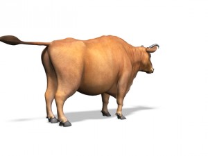 bull 3D Model