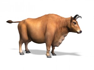 bull 3D Model