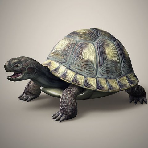 tortoise 3D Модель .c4d .max .obj .3ds .fbx .stl .blend 