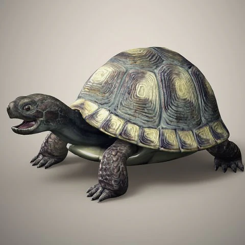 tortoise 3D Model .c4d .max .obj .3ds .fbx .stl .blend