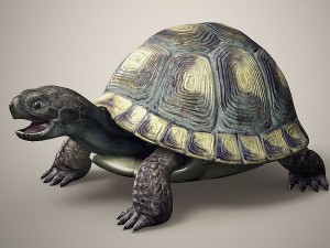 tortoise 3D Model