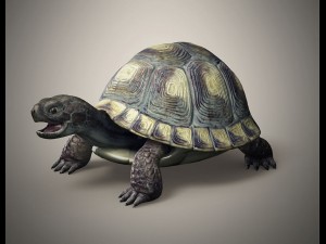 tortoise 3D Модель