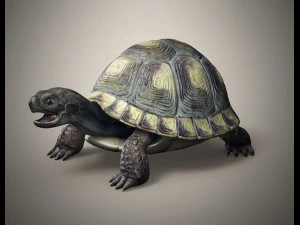 tortoise 3D Model