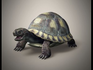 tortoise 3D Модель