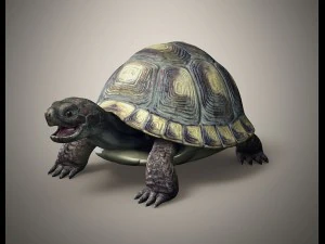 tortoise 3D Model