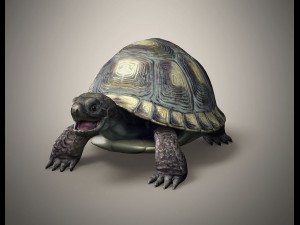 tortoise 3D Модель