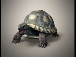 tortoise 3D Model