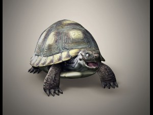 tortoise 3D Модель