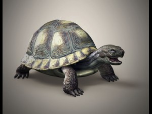 tortoise 3D Модель