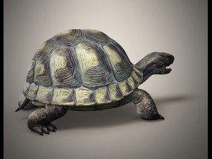 tortoise 3D Модель