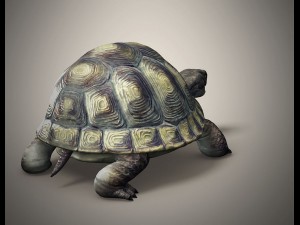 tortoise 3D Модель