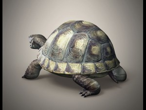 tortoise 3D Модель