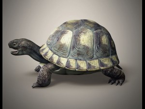 tortoise 3D Модель